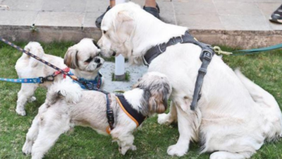 Lack of open spaces in Pune poses problems in socialisation of pets