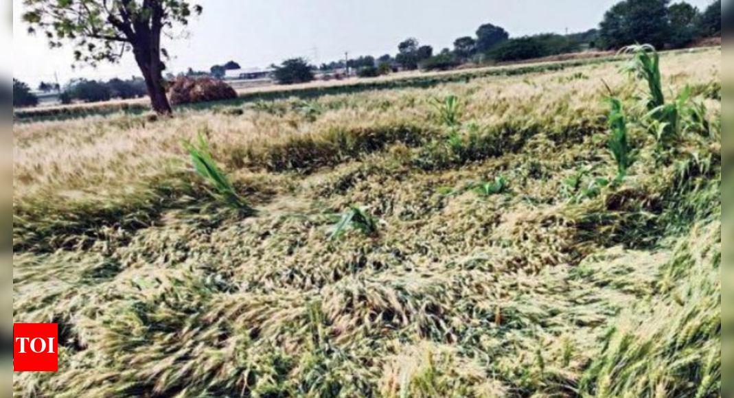 Unseasonal rainfall damages crops on 19,000-ha across Nashik division ...
