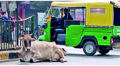 Jamshedpur to relocate stray cattle to Chakuliya shed