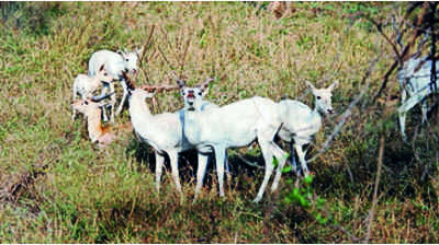 White blackbucks, blue bulls arrive at Pilikula