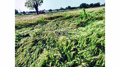 Unseasonal Rainfall Damages Crops On 19,000-ha Across Nashik Division ...
