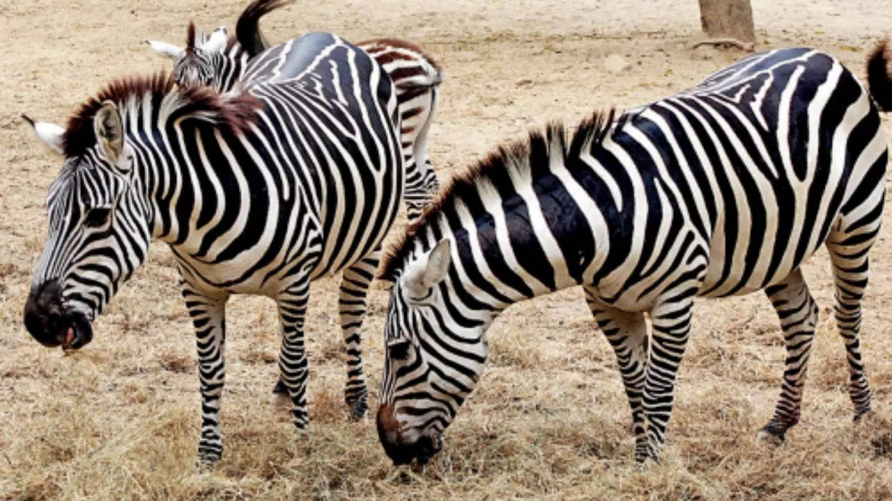 Alipore: Six Zebras To Arrive From South Africa To Keep Gender Ratio  Healthy At Alipore Zoo | Kolkata News - Times of India