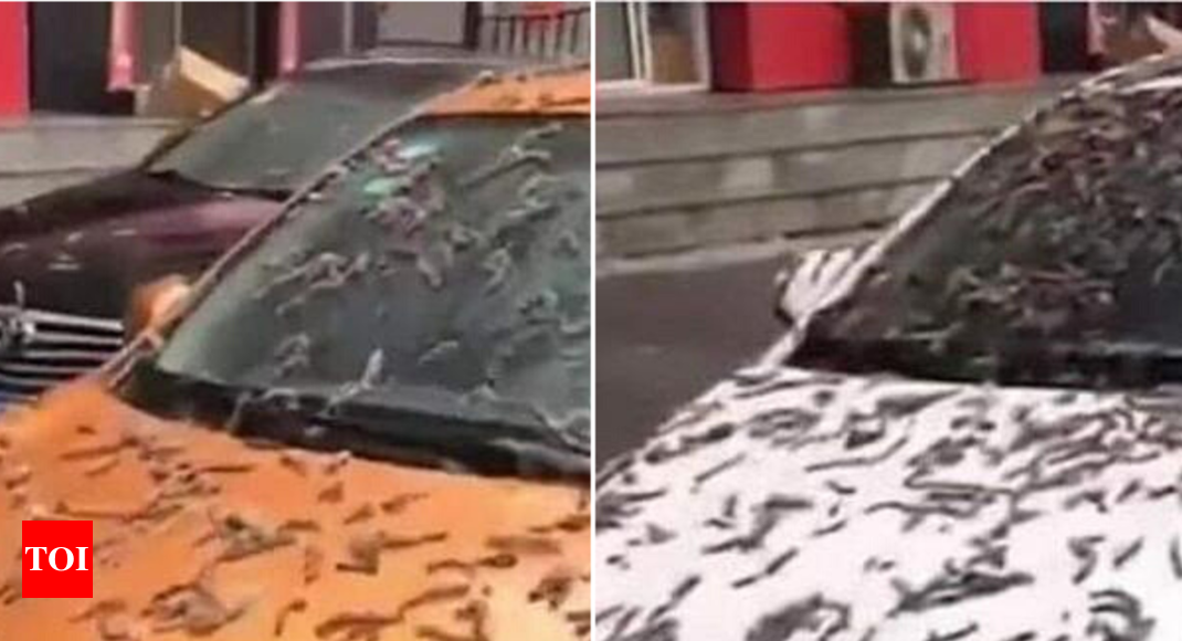It's raining 'worms' on the streets of China's capital city, Beijing