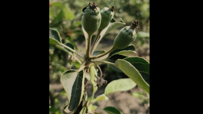 Punjab: Guru Nanak Dev University's tissue culture technique for low-chill apple cultivation