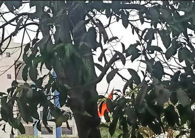 Neem tree poisoned in Navi Mumbai's Panvel by drilling holes into it, says activist