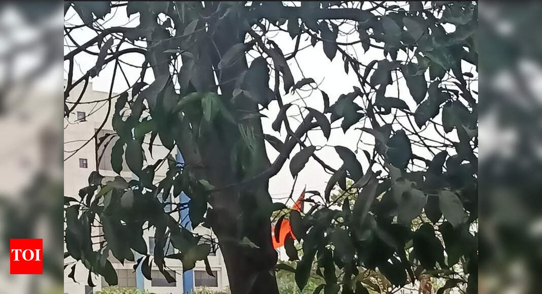 Neem tree poisoned in Navi Mumbai's Panvel by drilling holes into it ...