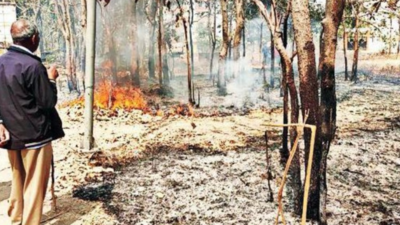 Jharkhand ready to tackle wildfires, activates all forest divisions