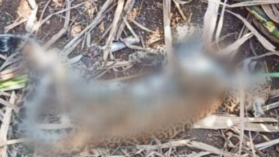 4 leopards starve to death in Pune's Junnar over 4 months