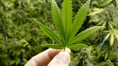 Police crack down on farmers growing marijuana, opium in Pune