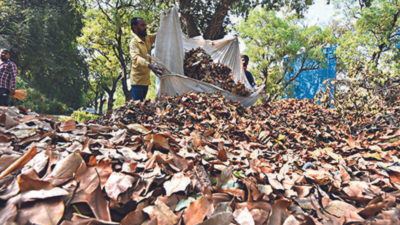 People doubt Municipal Corporation of Delhi claim over dry leaves
