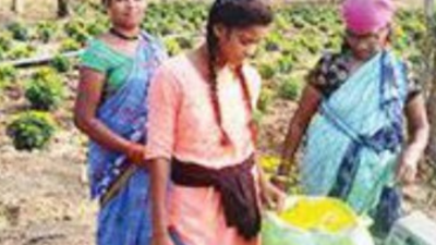 Marigold cultivation a way of earning for tribal women in Bastar