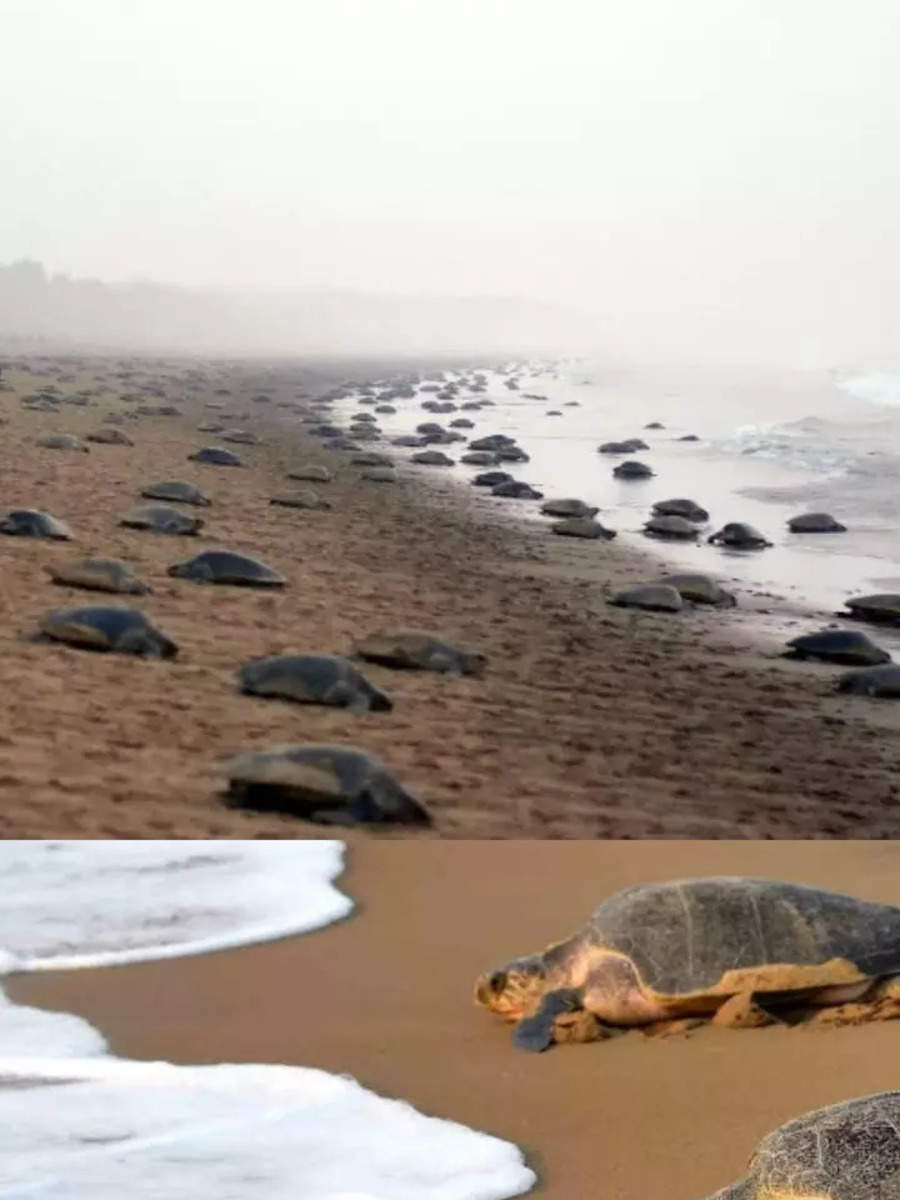 Over 6 lakh Olive Ridley turtles visit Odisha beach for nesting Times