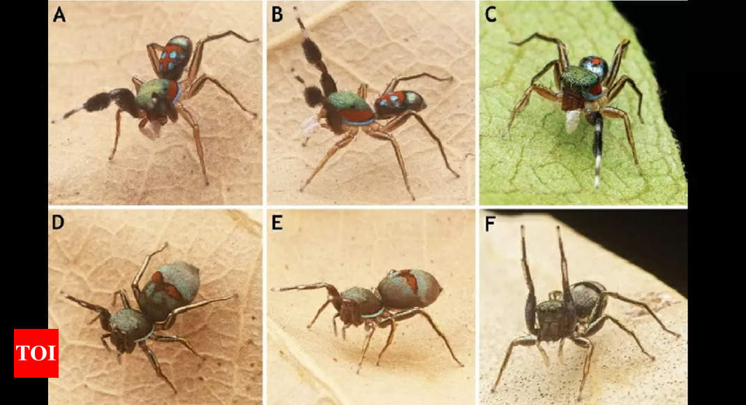 Une nouvelle espèce d’araignée découverte sur le campus NISER à Bhubaneswar |  Nouvelles de Bhubaneswar
