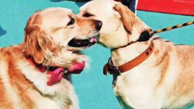 Jaipur may get its first pet crematorium soon