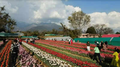 Himachal Pradesh may have more Tulip Gardens in near future