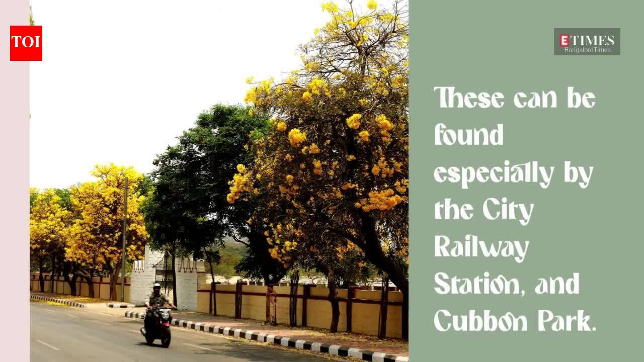 Yellow flowers spread shades of spring across Bengaluru