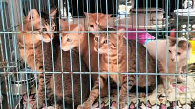 5 cats of Goregaon suicide victim urgently need to be adopted in Mumbai