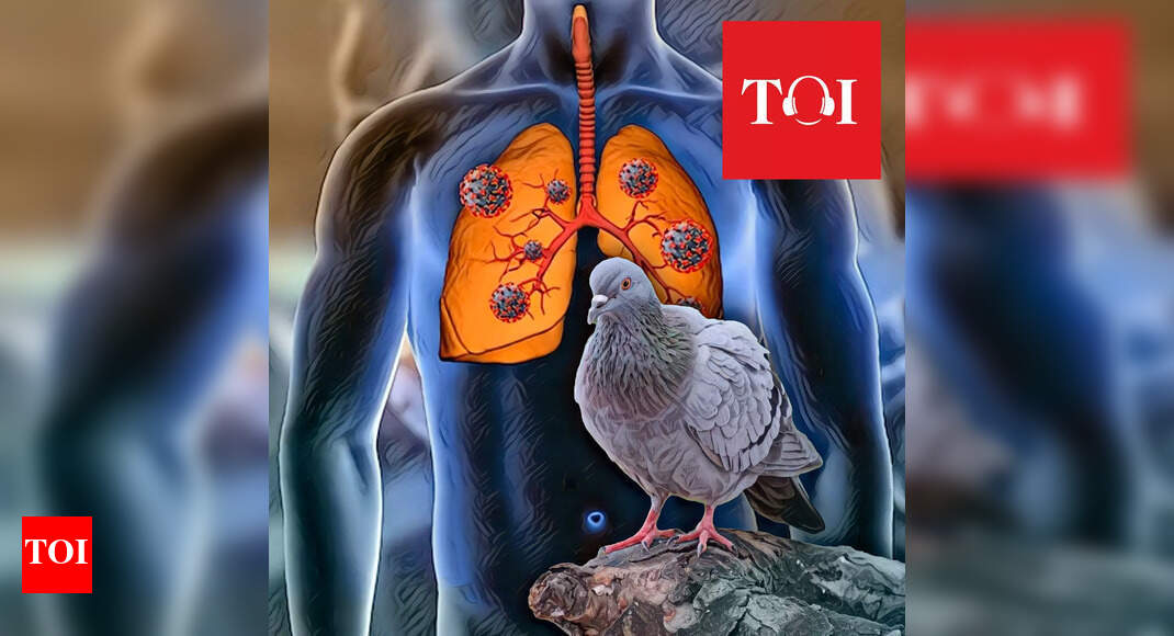 How pigeons spread lung disease