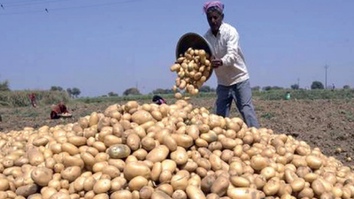 UP to push potato crop down South amid falling rates