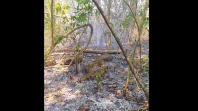 Goa: Volunteers and choppers stem fire reoccurrence