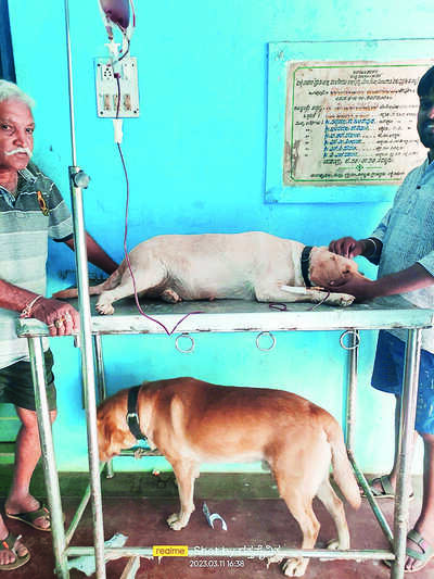 Male Labrador turns blood donor to save pregnant canine
