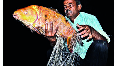 From tonight, knives out for monster fish lurking in Sukhna depths