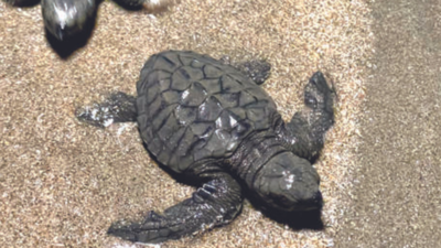 Olive Ridley nests cross 100, a record despite partying blitz