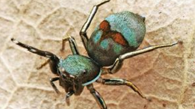 Niser: Niser Student, Prof Discover New Spider Species On Campus ...