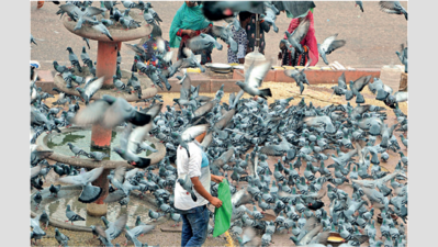 Agencies busy with blame game, Delhi residents battle pigeon menace