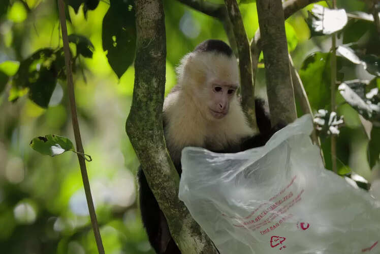 Is every safari sustainable?