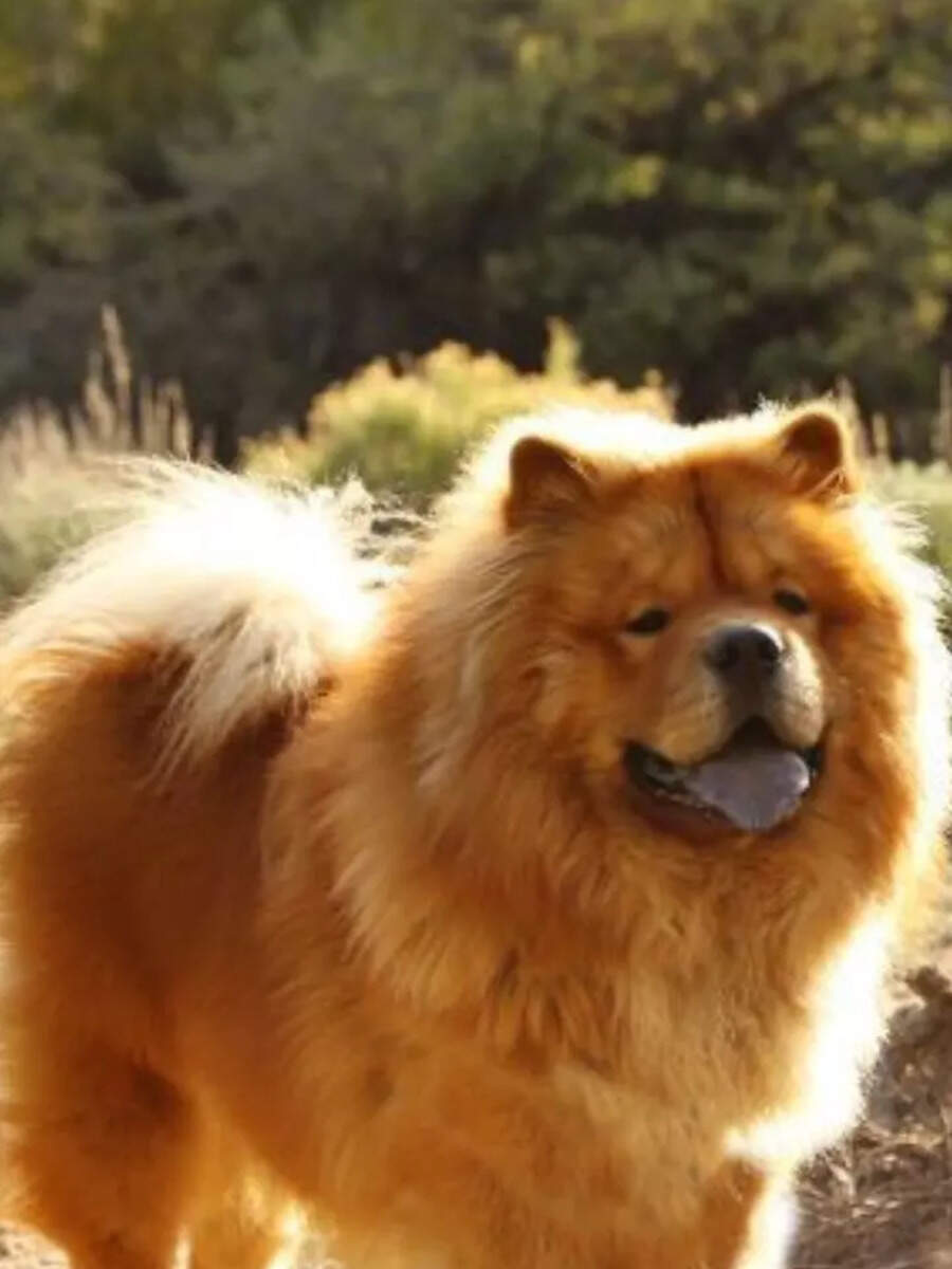 oldest-dog-breeds-in-the-world-trendradars-india