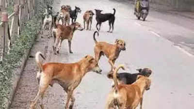 NCPCR summons MCD commissioner after stray dogs kill two minors in Vasant Kunj