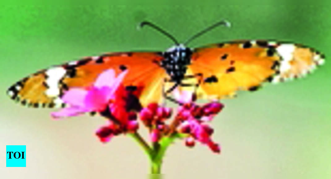 Pench 1st Record Of 49 Species In Maha Pench Times of India