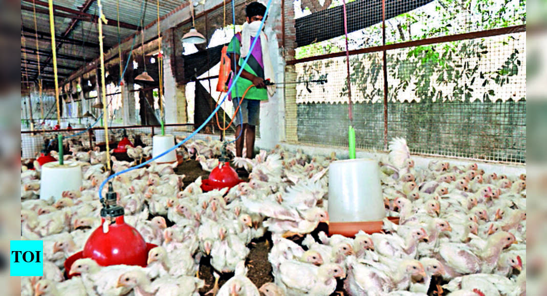 Ban On Poultry In 1-km Radius Of Infected Zone To Continue | Ranchi ...