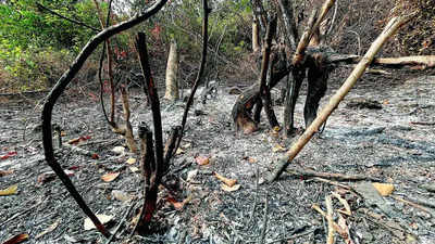 Major blazes under control in Goa, but forests may simmer for 15 days