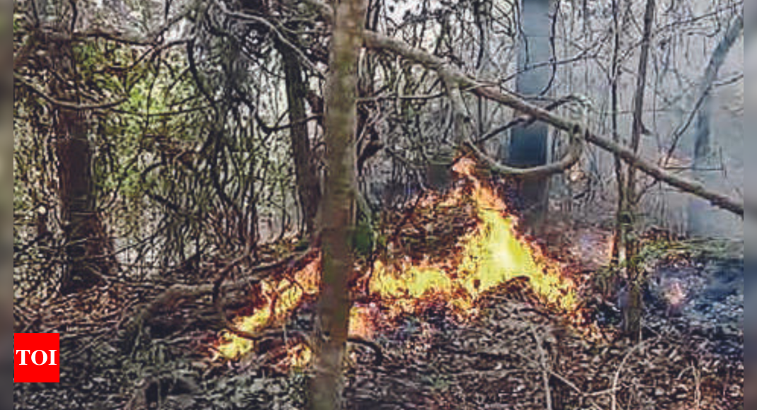 जंगल में आग को लेकर संबलपुर अलर्ट |  भुवनेश्वर समाचार – टाइम्स ऑफ इंडिया