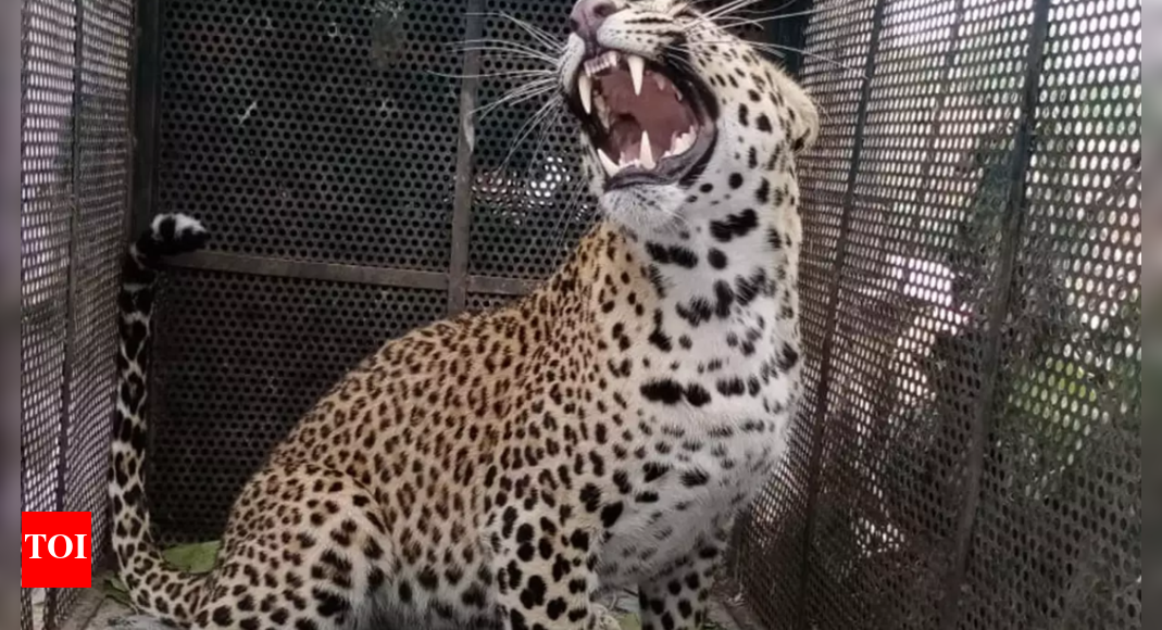 Leopard trapped by forest department in Mumbai’s New Dindoshi | Mumbai ...