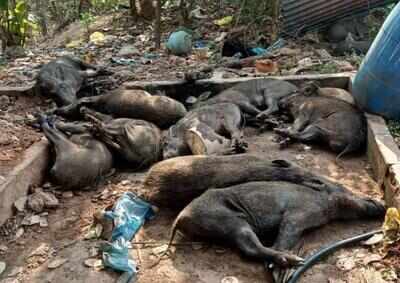 Forest dept cracks down on illegal wild boar killing