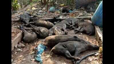Goa: Forest department cracks down on illegal wild boar killing ...