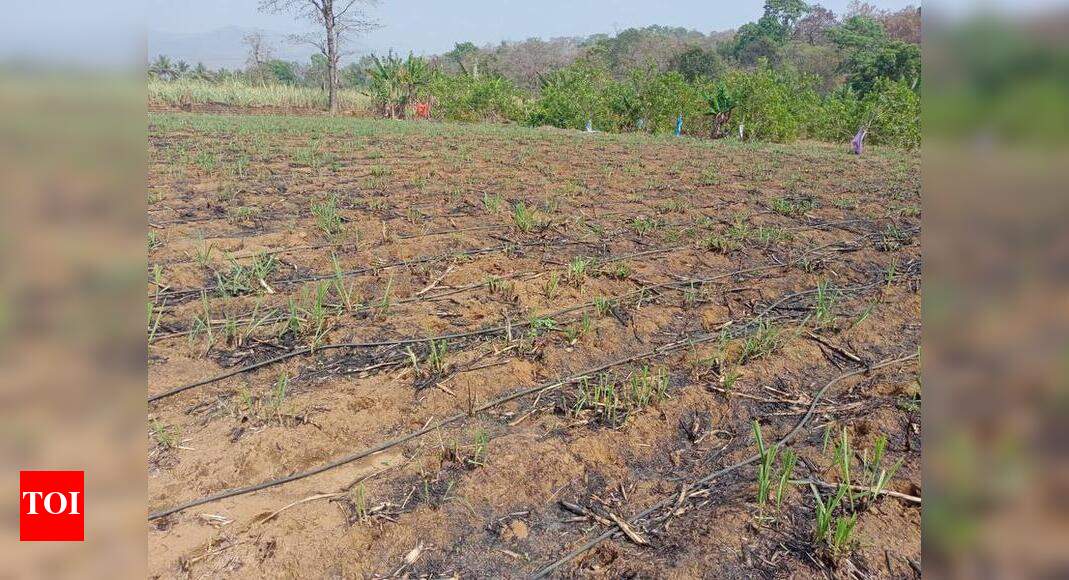 Farmers upset as bisons ruin sugarcane crop | Goa News - Times of India