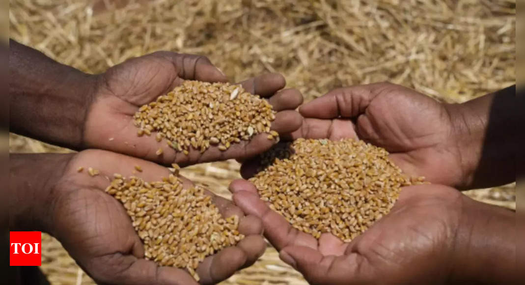 Major procurement of wheat to start from March 25 with MP | India News – Times of India