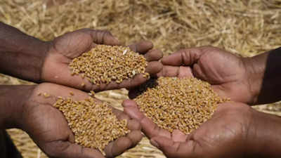 High temperatures in February won’t affect wheat adversely, says government