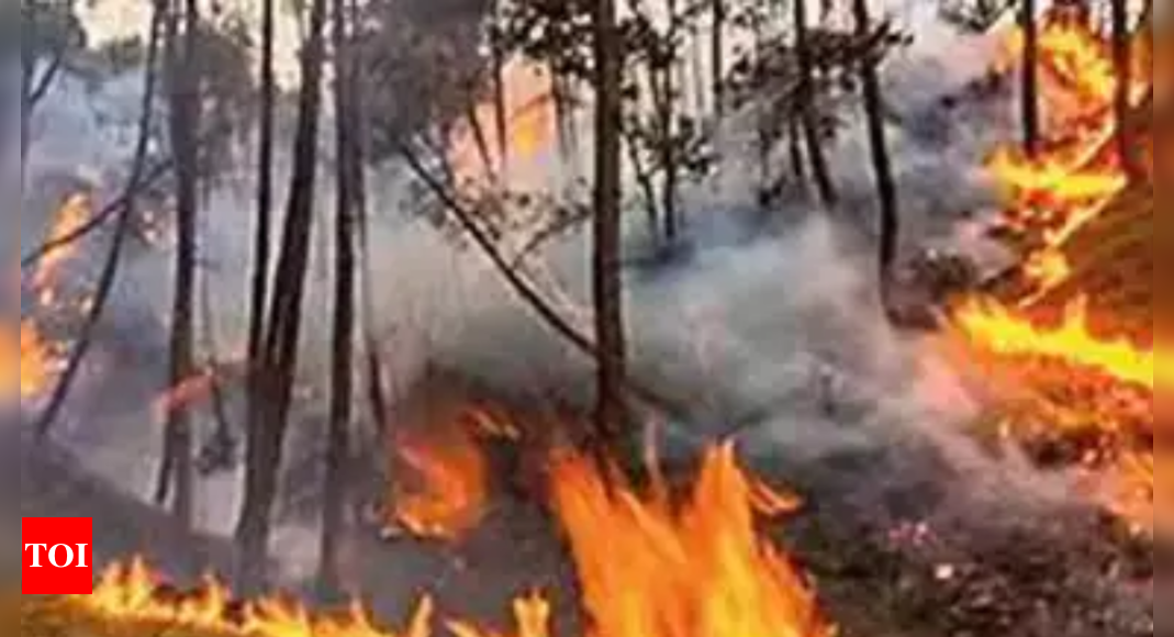 बिहार के 35% वन क्षेत्रों में आग लगने का खतरा, रिपोर्ट |  पटना समाचार – टाइम्स ऑफ इंडिया