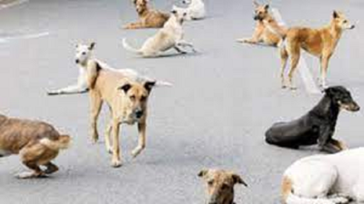 Stray dog menace creates scare in Rudrapur, locals demand prompt action