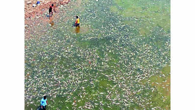 Case filed in NGT after dead fish found in Krishna