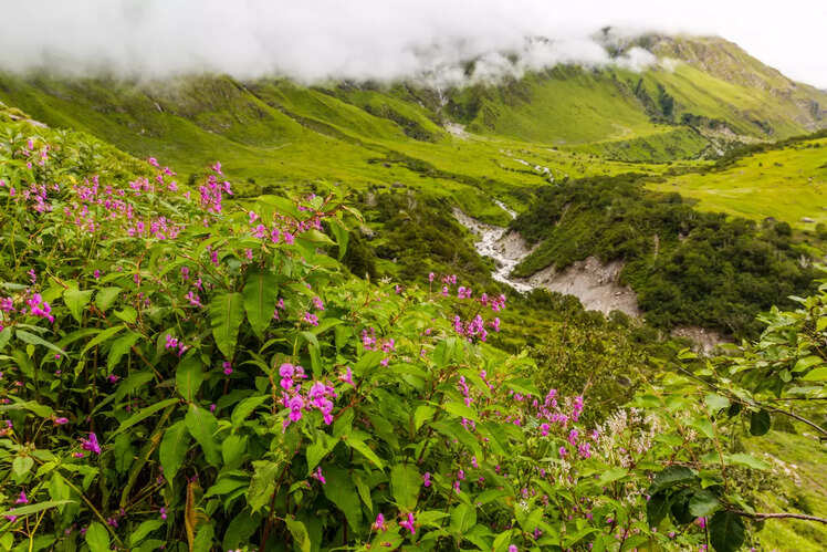 Valley of Flowers National Park