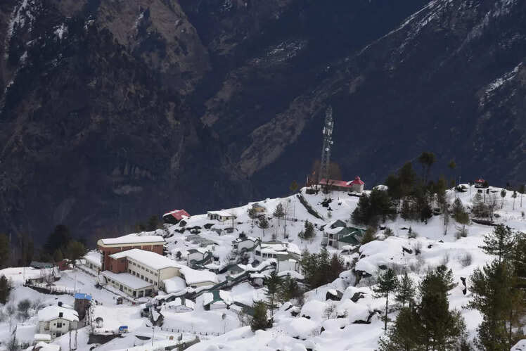 Auli