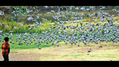 Feeding Pigeons In Public Places To Invite 500 Penalty In Pune | Pune News  - Times Of India