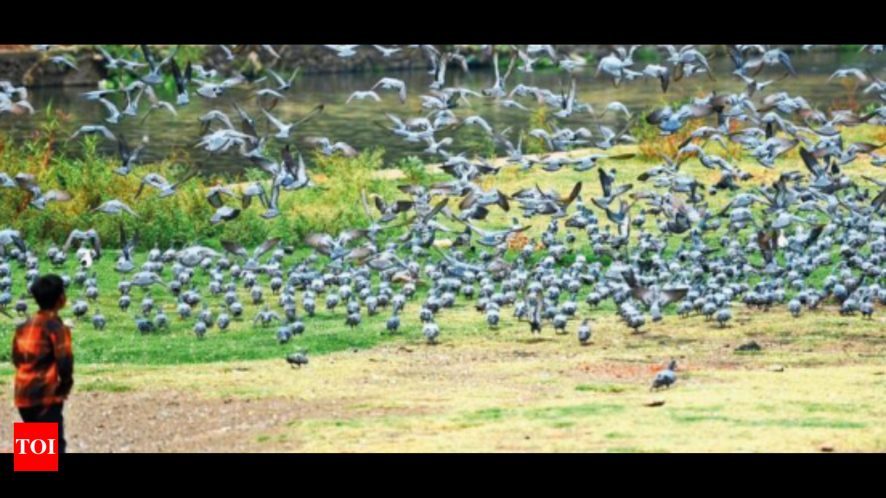 Feeding pigeons in public places to invite 500 penalty in Pune