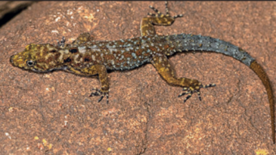 New gecko species from MM Hills named after scientist Ganeshaiah